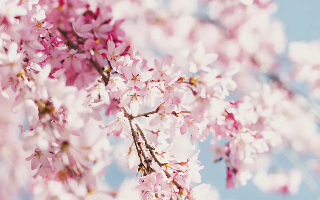 Cherry Blossom Branch with Pink Flowers — desktop and phone wallpaper, free download