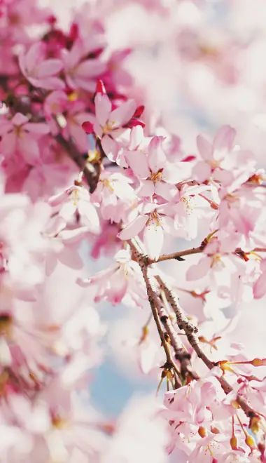 Nature wallpapers: cherry blossoms, sakura, spring, flowers