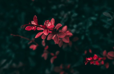 Stunning Close-Up of Vibrant Red Leaves on Dark Background