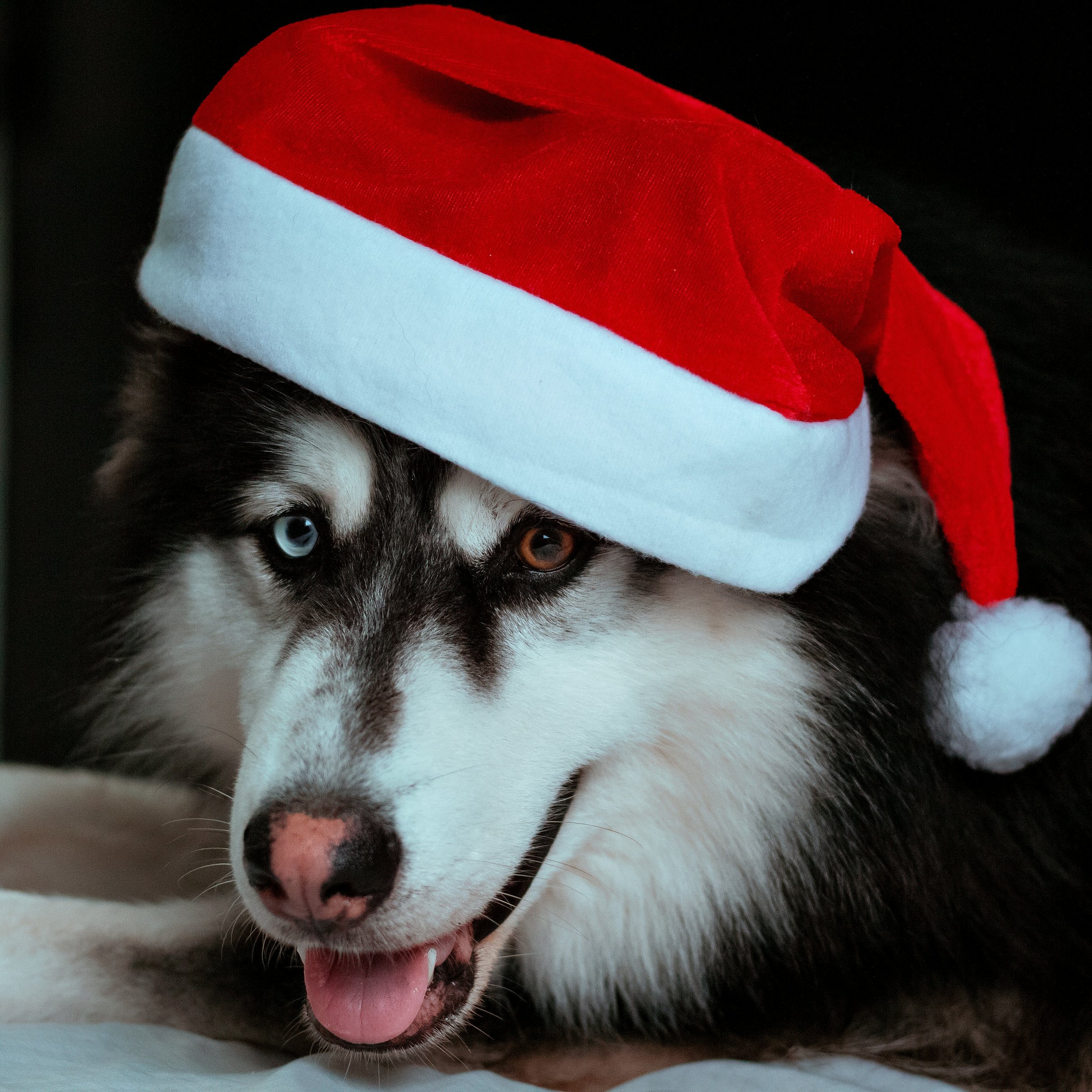 Siberian husky in a Christmas hat - Wallpapers for iPad Pro 11″ 2024 in 2420x2420 resolution