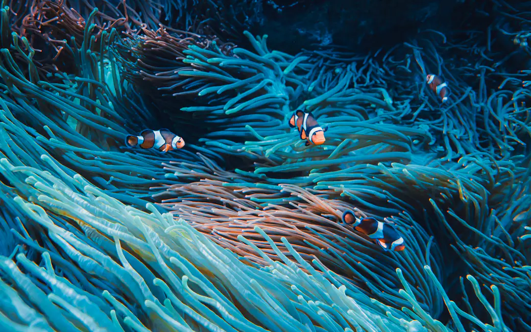 Clownfish swimming around sea anemones — desktop and phone wallpaper, free download