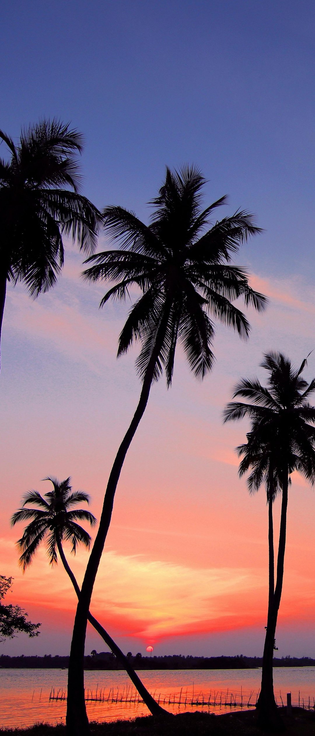 Palm trees at sunset by water - Wallpapers for Samsung Galaxy Z Flip7, Sony Xperia 5 II/5 III/5 V/10 IV/10 V, Xiaomi Mix Fold 3 in 1080x2520 resolution