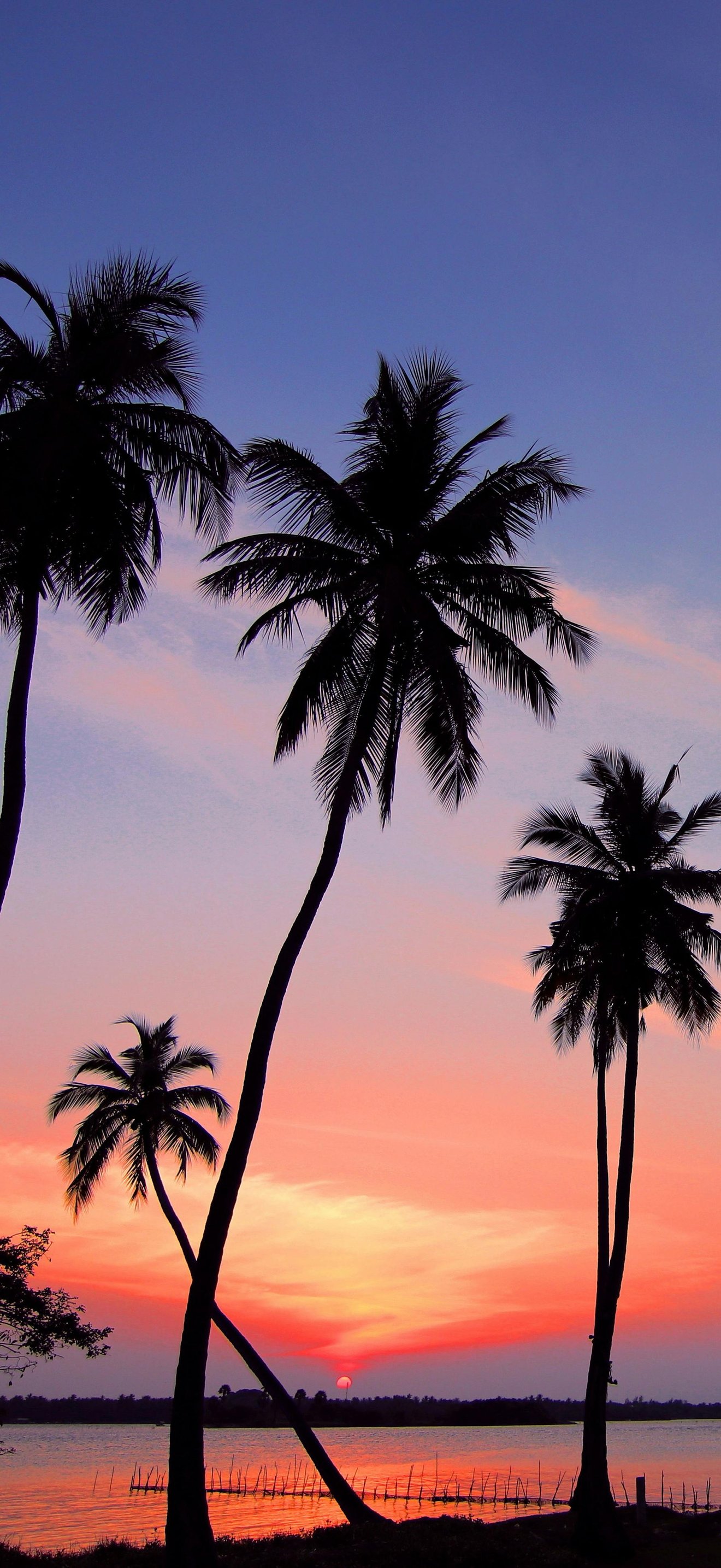 Palm trees at sunset by water - Wallpapers for iPhone 18 Pro Max/17 Pro Max/16 Pro Max in 1320x2868 resolution