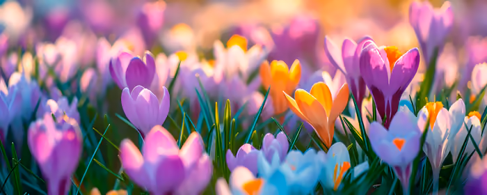 Nature wallpapers: crocuses, field, flowers, spring
