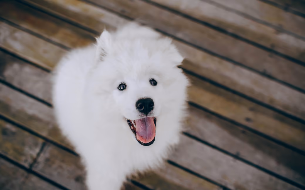 Cheerful Samoyed dog — desktop and phone wallpaper, free download