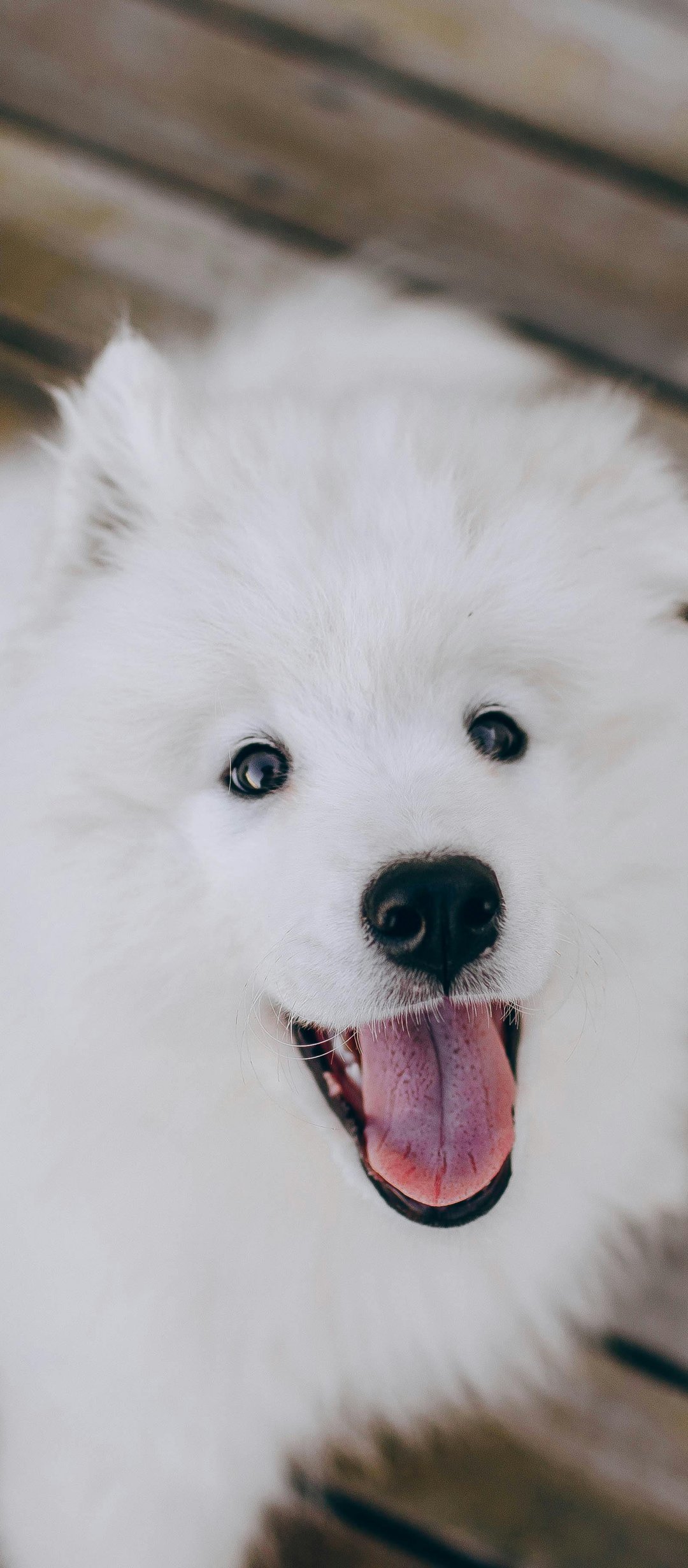 Cheerful Samoyed dog - Wallpapers for TECNO/Infinix in 1080x2460 resolution