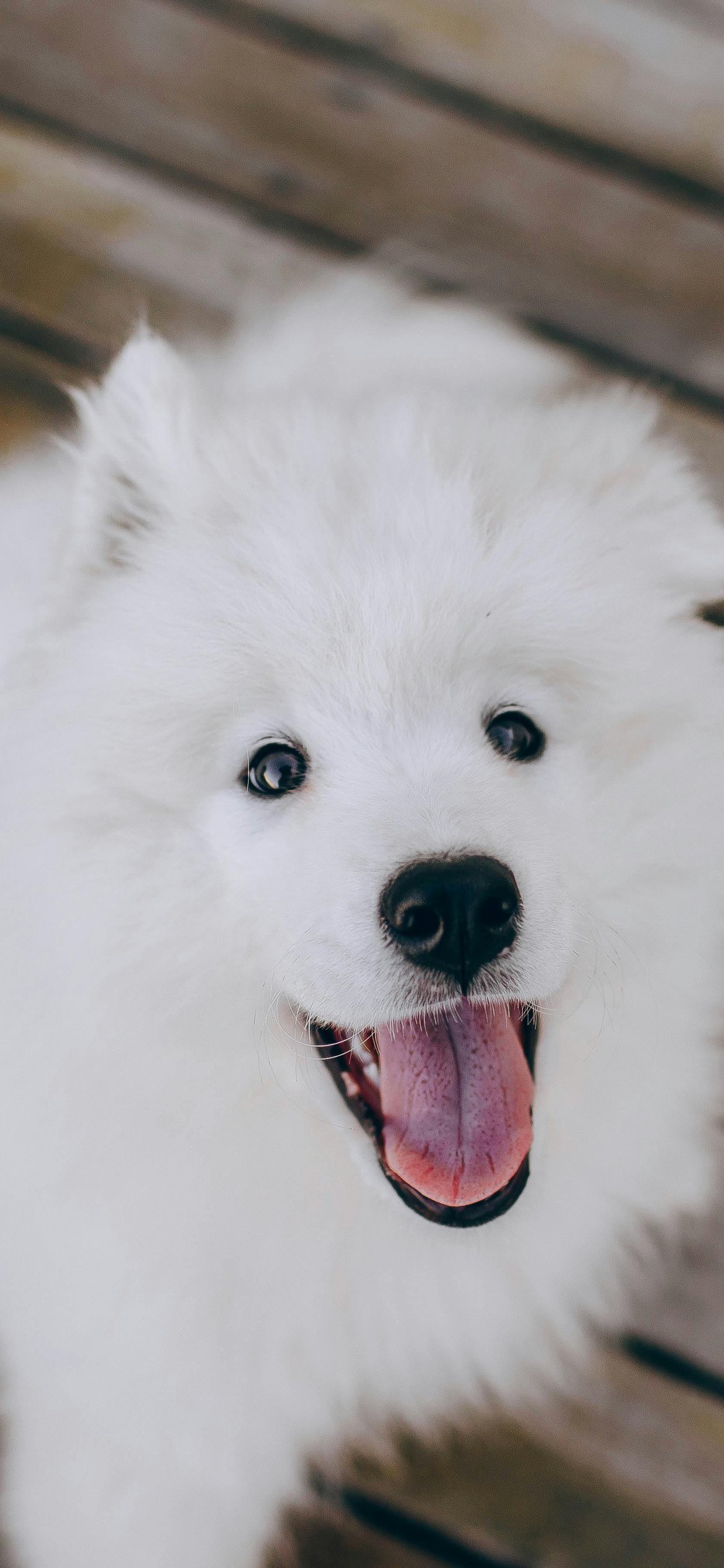 Cheerful Samoyed dog - Wallpapers for iPhone 12 Pro/13 Pro/14 in 1170x2532 resolution