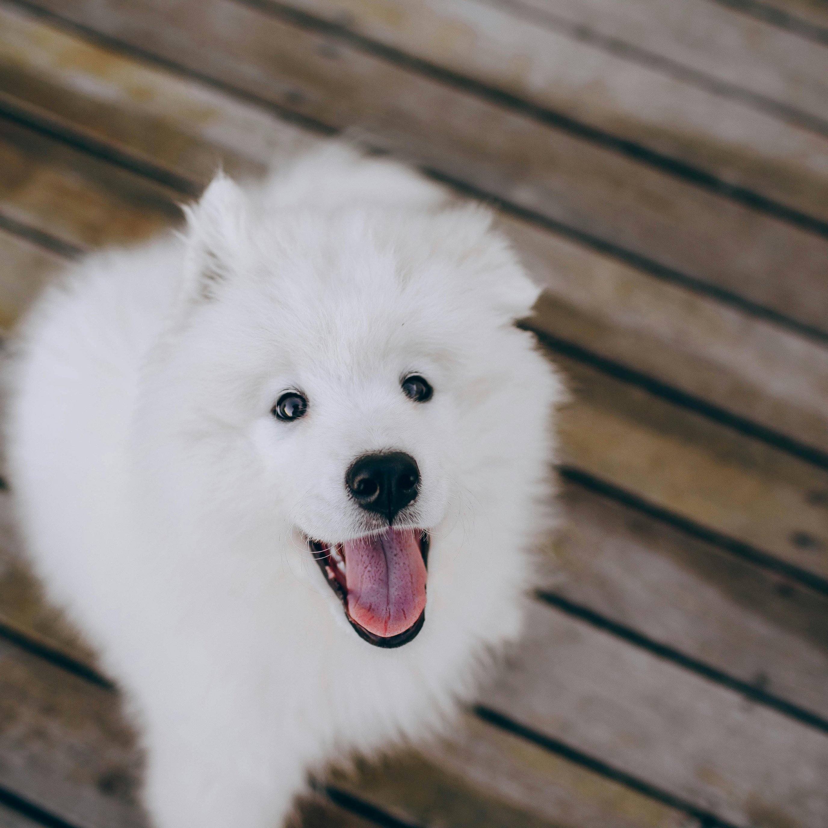 Cheerful Samoyed dog - Wallpapers for iPad Pro 13″ in 2752x2752 resolution