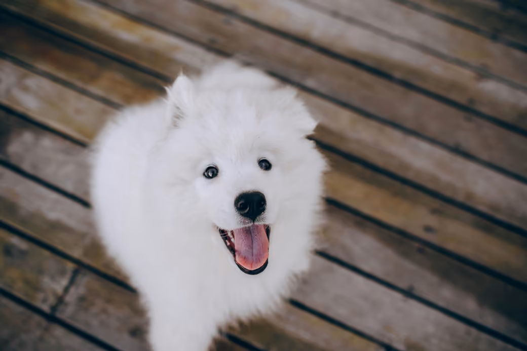 Cheerful Samoyed dog - Wallpapers for Xiaomi Redmi 10C/C40/C51, Samsung Galaxy A12/A02s/A03/M12 in 720x1600 resolution